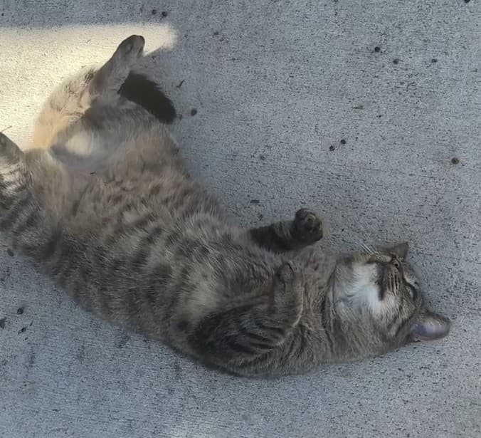 Muffin lying on her back outside