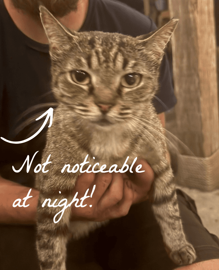 Annotated night photo showing Muffin's eyes