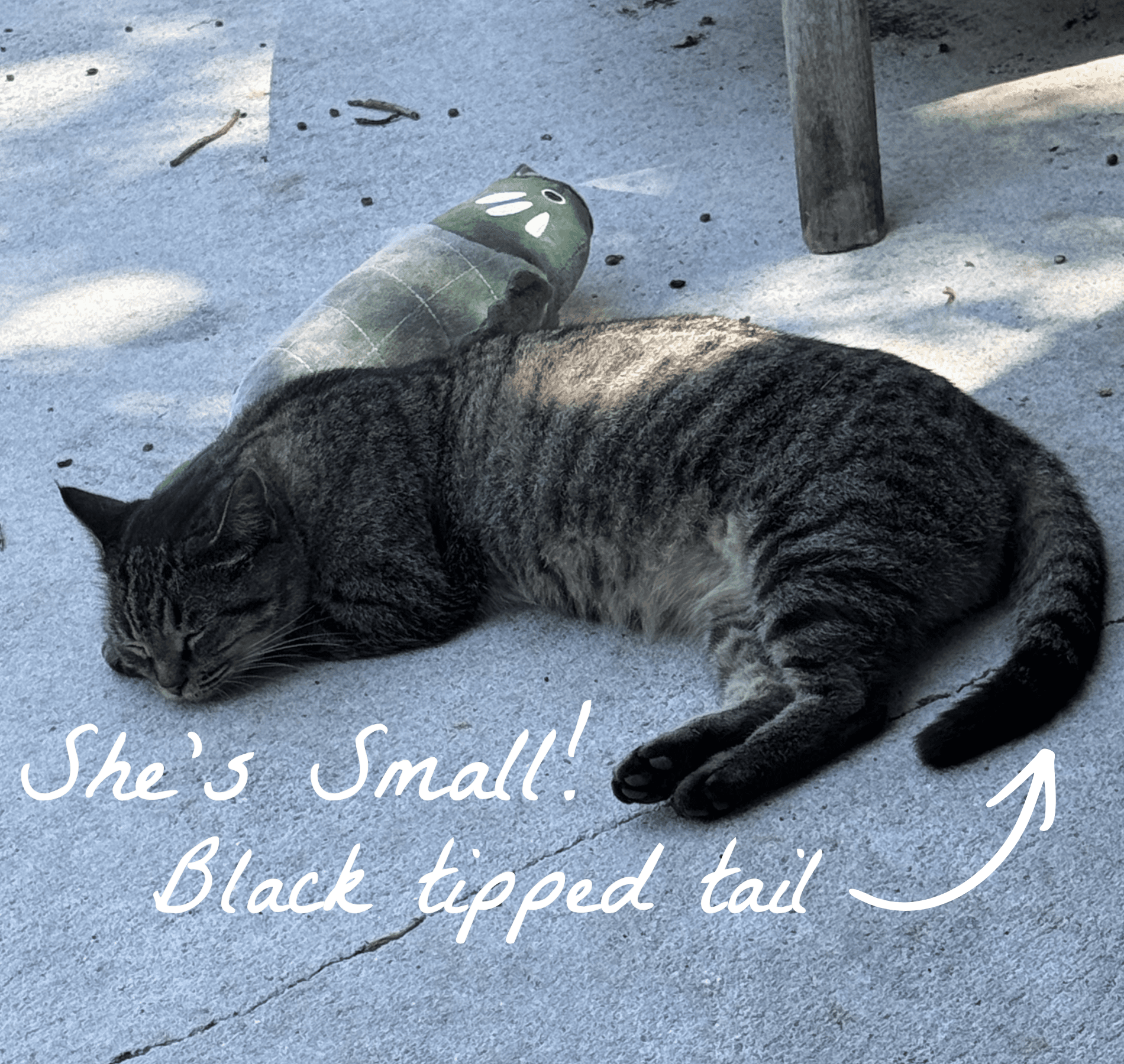 Annotated image showing Muffin's small body and dark-tipped tail