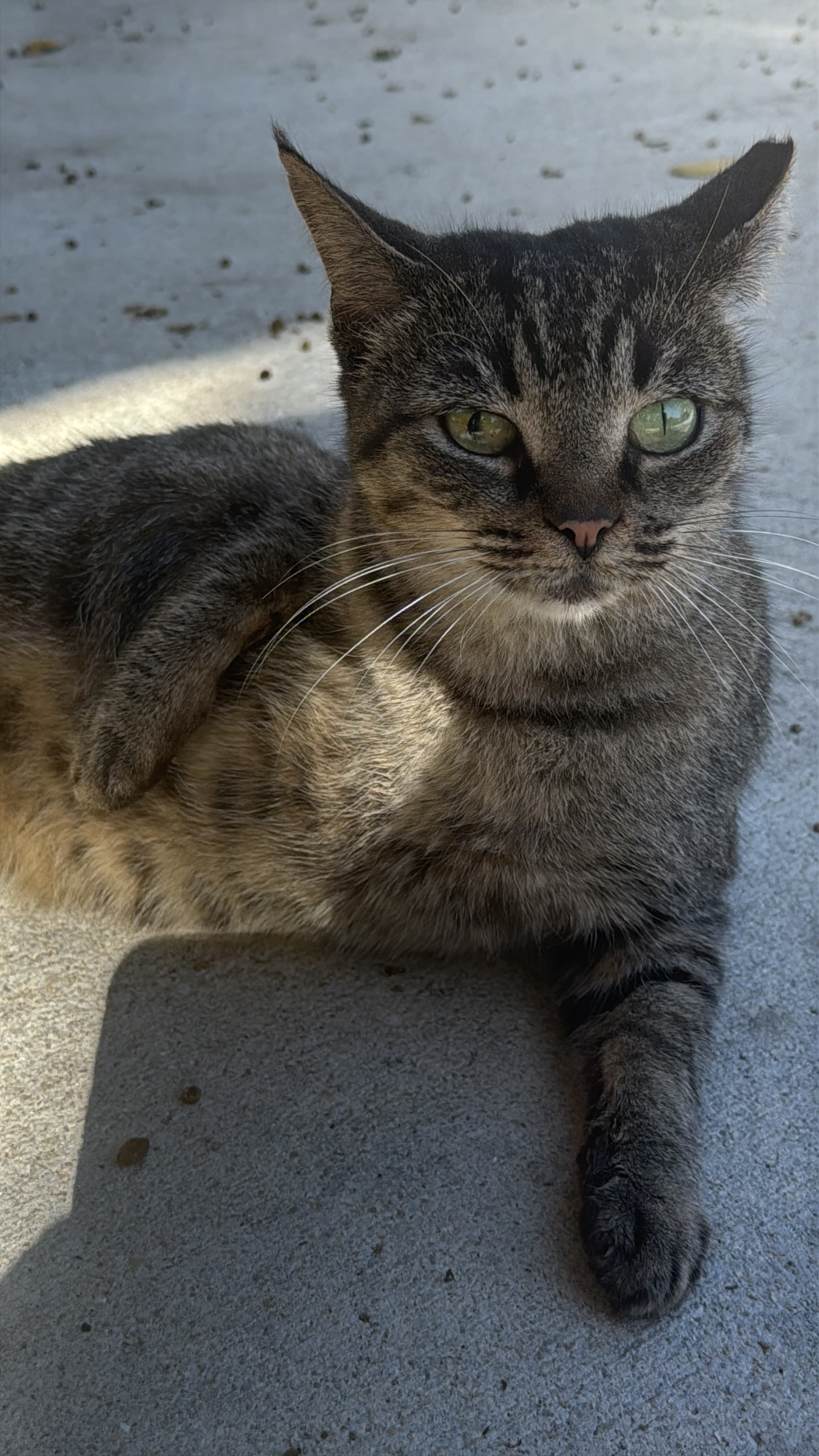 Close photo of Muffin lying down
