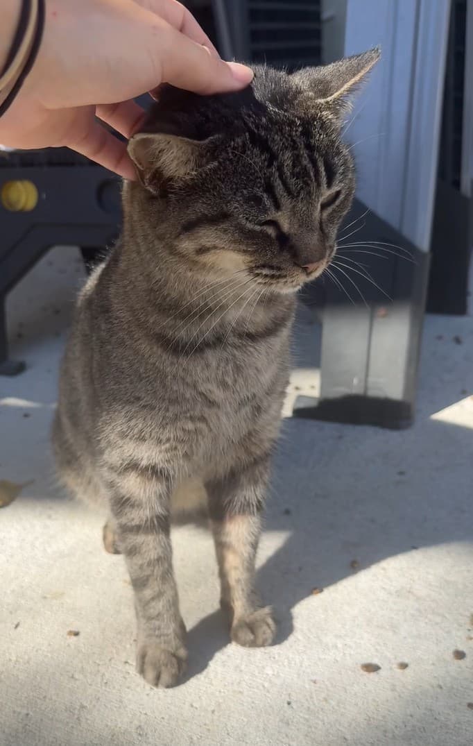 Muffin standing with her short legs and small paws visible