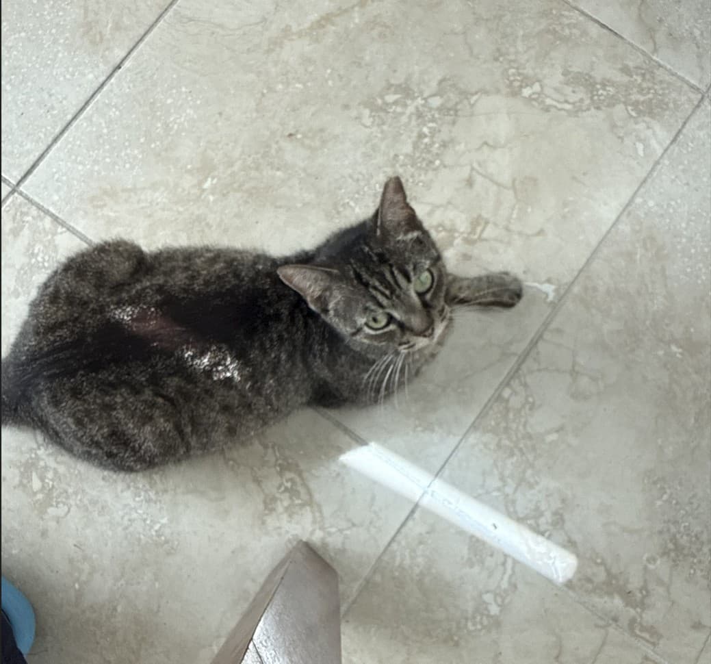 Muffin sitting inside