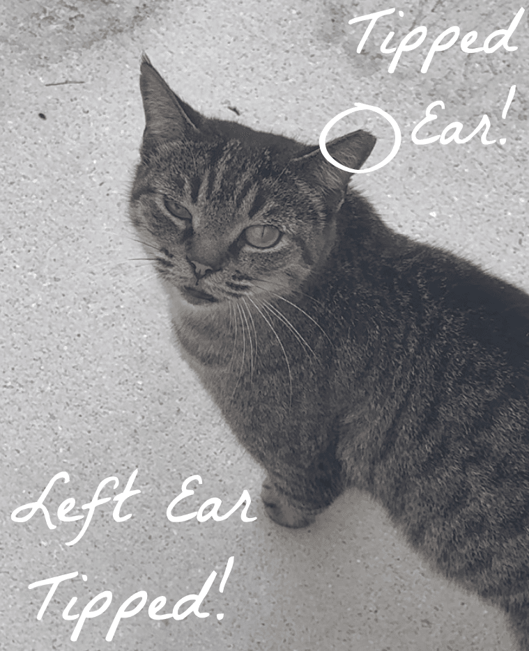Photo showing Muffin's tipped left ear